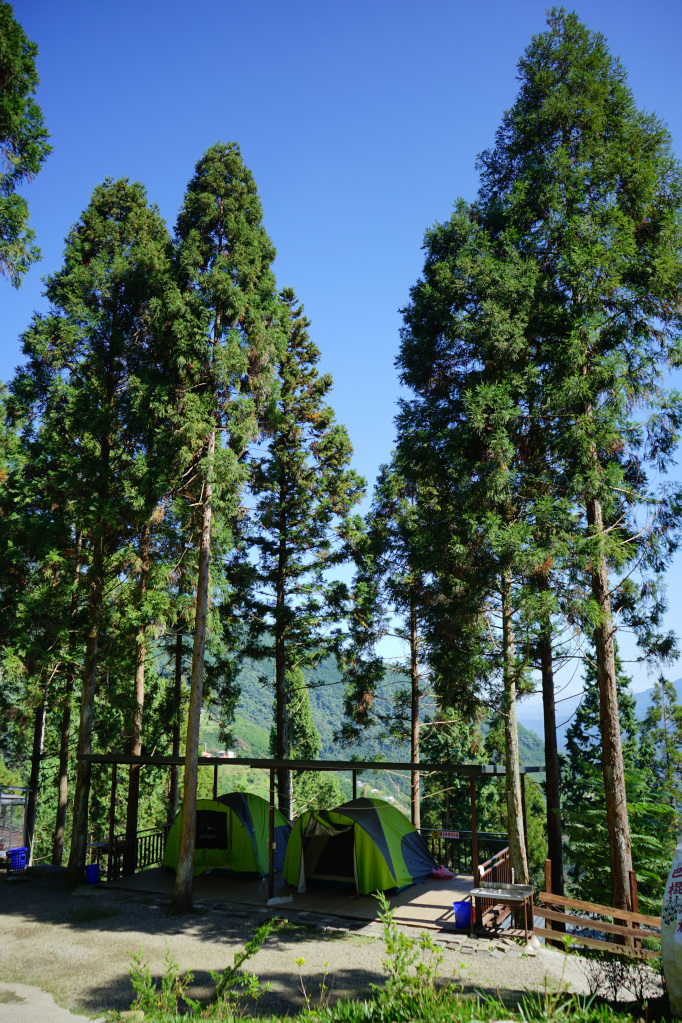 新竹｜五峰巴棍杉林露營區 大雨棚營位，杉樹下露營趣！　 - 奇奇一起玩樂趣