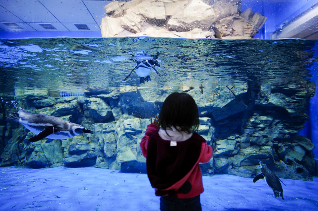 桃園旅遊｜桃園親子景點 Xpark水族館 都會型水生公園（kkday購票）桃園雨天室內景點推薦！還可以近距離跟企鵝一起用餐~ - 奇奇一起玩樂趣