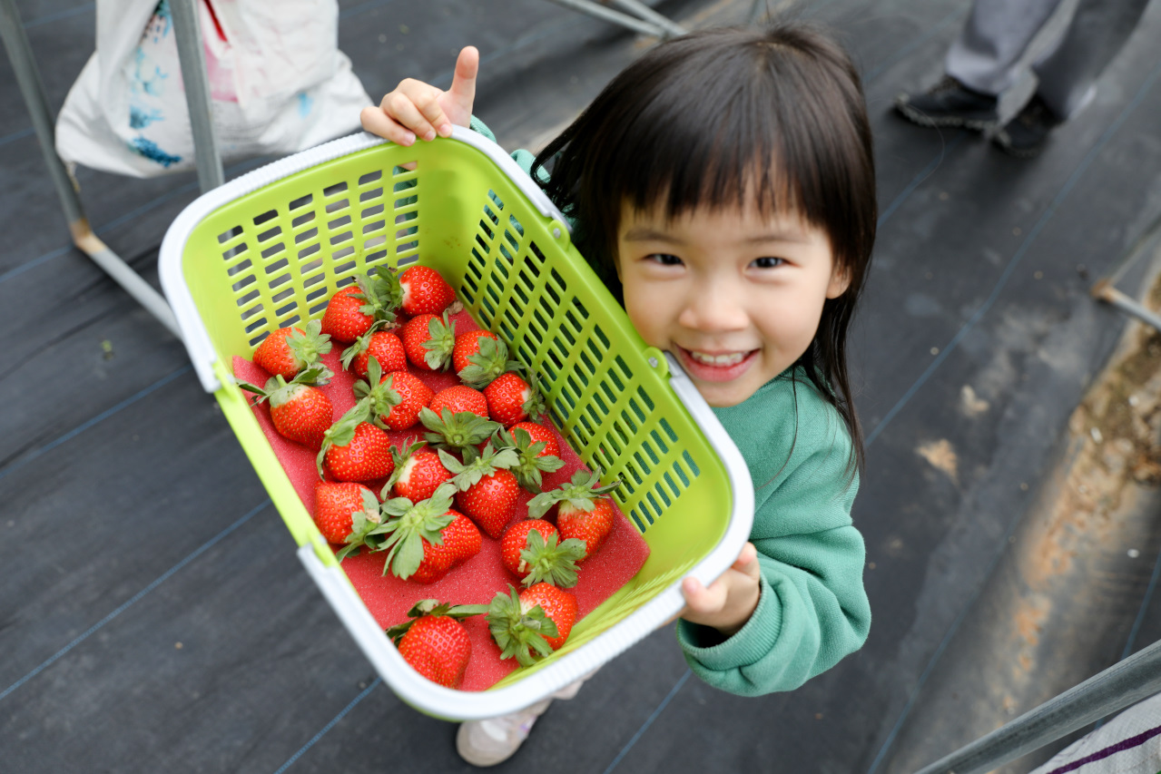 苗栗景點｜赤坡高架草莓園X赤坡Ciipoe咖啡 冬天就是要來苗栗大湖採草莓，享受草莓甜點、草莓飲品！ - 奇奇一起玩樂趣