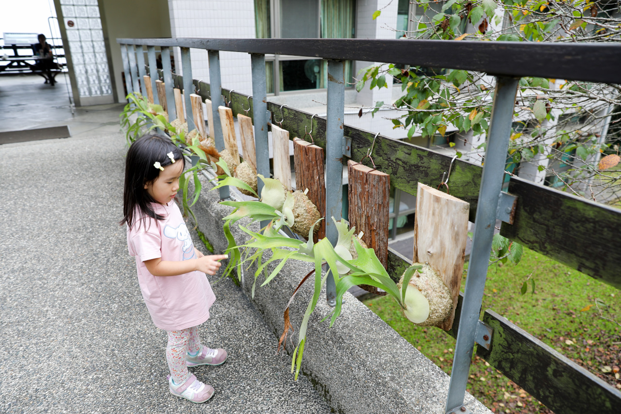 南投鹿谷住宿推薦! 鳳凰‧森之鳴 鳳凰自然教育園區 森林小木屋一泊二食 夜間生態探索 - 奇奇一起玩樂趣