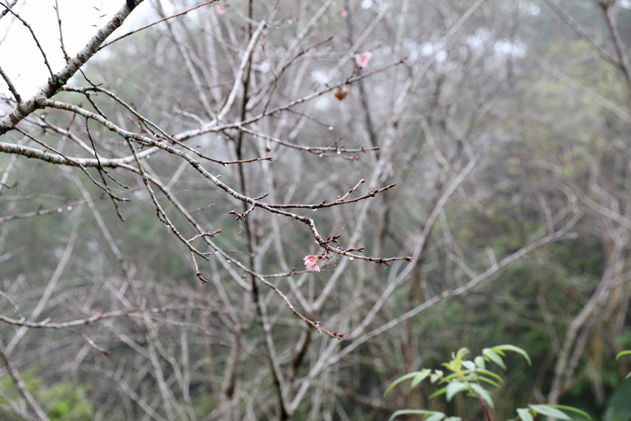 南投鹿谷住宿推薦! 鳳凰‧森之鳴 鳳凰自然教育園區 森林小木屋一泊二食 夜間生態探索 - 奇奇一起玩樂趣