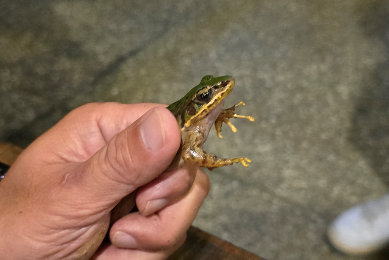 南投鹿谷住宿推薦! 鳳凰‧森之鳴 鳳凰自然教育園區 森林小木屋一泊二食 夜間生態探索 - 奇奇一起玩樂趣