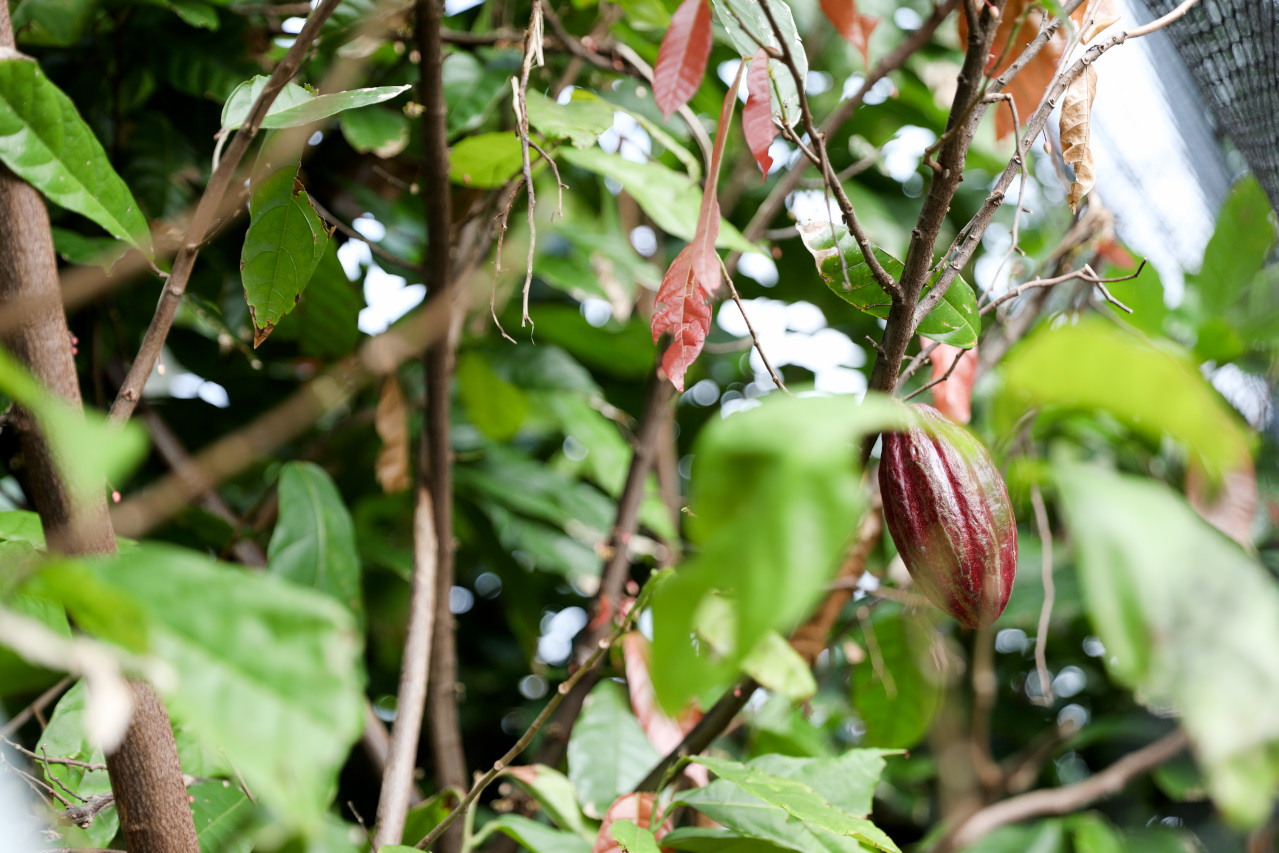 屏東巧克力觀光工廠 巧茵山可可莊園 COCOSUN 巧克力DIY.巧克力火鍋 免門票親子景點推薦! - 奇奇一起玩樂趣