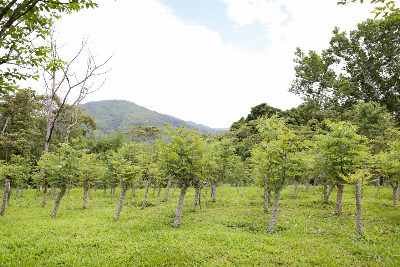 2025拉拉山新景點 桃園復興鄉秘境住宿-吾都景觀民宿 基拉耳山莊 原生菜培育吾都生態園區 - 奇奇一起玩樂趣