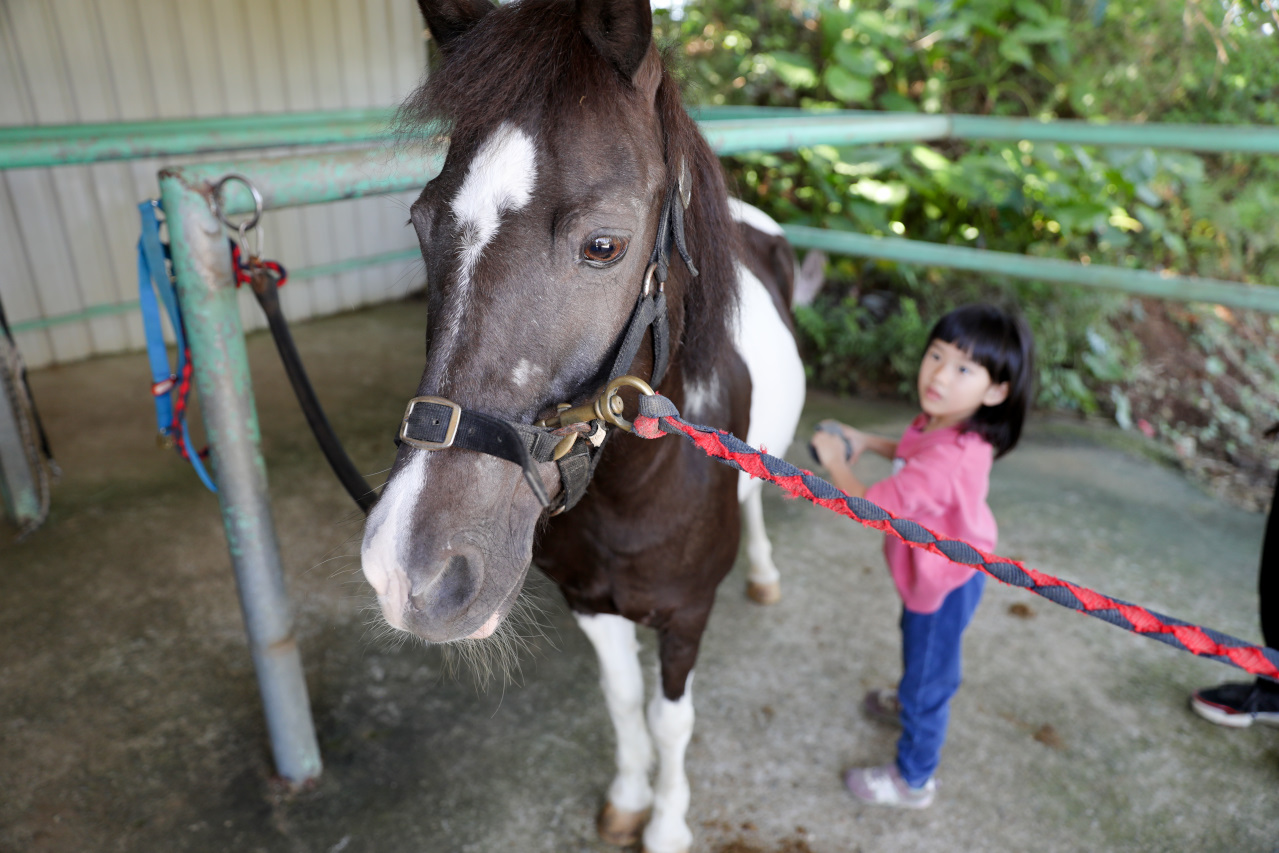 台北親子騎馬體驗推薦! 淡水佑昇馬術中心 一日小小騎士馬術體驗課程 - 奇奇一起玩樂趣 台北親子騎馬體驗推薦! 淡水佑昇馬術中心 一日小小騎士馬術體驗課程 - 奇奇一起玩樂趣